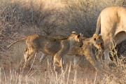 We finally got sight of the 3 Kij Kij lion cubs at the top of the Dune road.